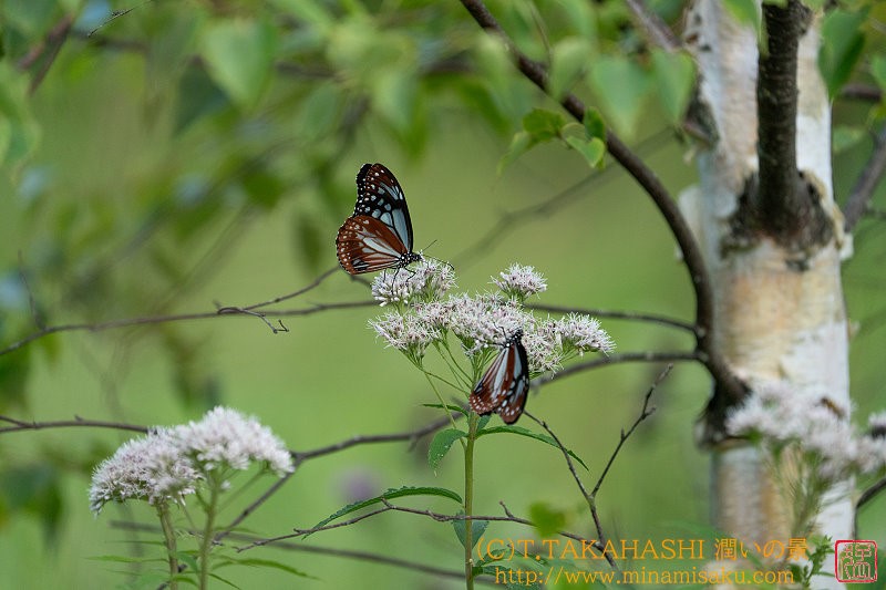 ../Images/7R240811 (87).jpg